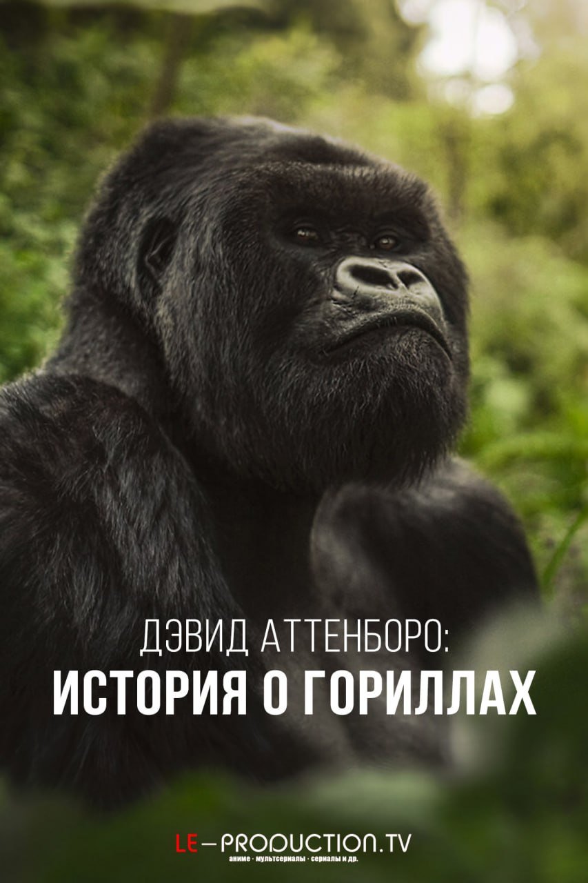 Дэвид Аттенборо: История о гориллах /  / A Gorilla Story: Told by David Attenborough